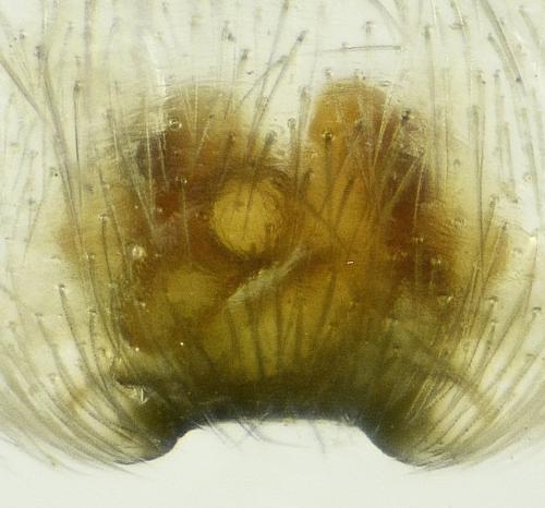 Réf. 216 174 : Clubiona pallidula